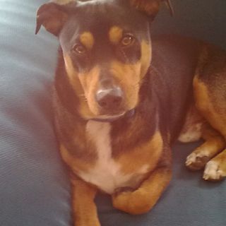 Balto è scomparso a Saint-Marcel