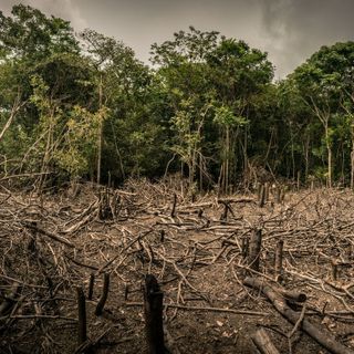 © Luis Barreto - WWF
