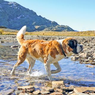 Via Francigena : l’appel du chemin
