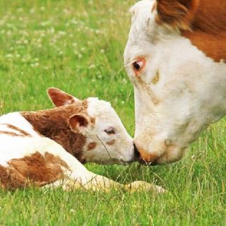 Oltre 630 stakeholder chiedono a Ursula Von Der Leyen di pubblicare la revisione della legislazione sul benessere degli animali