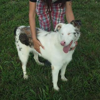 ENVIRONNEMENT: Atlas du Mont-Blanc présenté au public