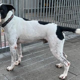 BLACK  cagnolone  gentile
