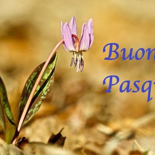 Auguri di Buona Pasqua, tempo di rinascita e riflessione