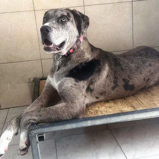 ONDA DOLCISSIMA TIPO ALANO