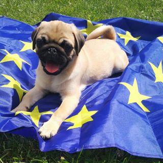 Benessere degli animali, i cittadini chiedono un Commissario Ue e più tutele