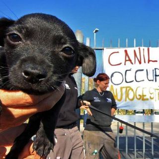 Grido di allarme dai canili italiani, 30.000 cani sono denutriti e rischiano di morire