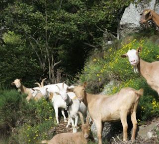 Batailles des chèvres: anche le capre in quarantena