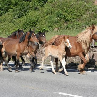 Cavalli lungo la Statale 26, traffico paralizzato alle porte di Aosta