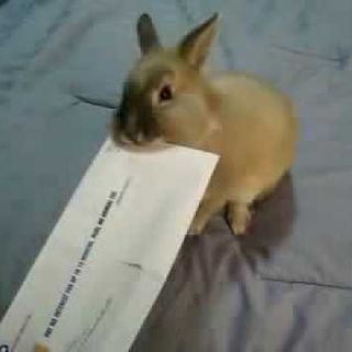 le buste le avrà portate il gadgegista