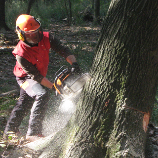 Al via progetto 'For.Italy' per gestione forestazione