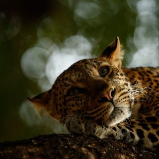 Al Forte di Bard premiati i fotografi vincitori di Wildlife Photographer of the Year