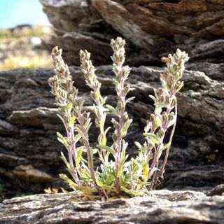 AGROALIMENTARE: Coldiretti promuove valorizzazione Genepy