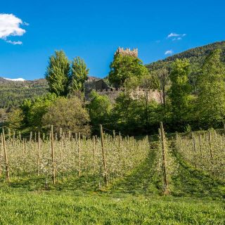 Aiuti a sostegno di aziende agricole e PMI  per far fronte al caro energia