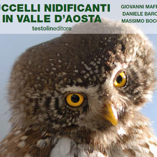 Gli uccelli nidificanti in valle d'aosta