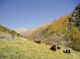 AGRICOLTURA: Sì della Commissione regionale a fondi sviluppo rurale