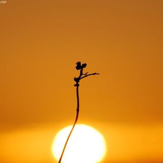 La foto che ha vinto il primo premio del concorso (arechivio Fondation Gran Paradis)