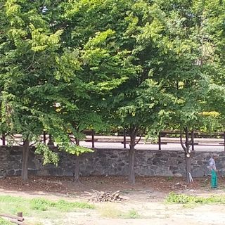 Operai al lavoro per abbattere gli alberi