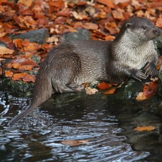 Apertura straordinaria centro visitatori Acqua e biodiversità di Rovenaud