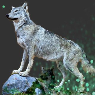 Il Lupo in Valle d'Aosta tra monitoraggi inutili e mancata protezione del territorio