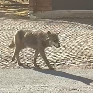 Un lupo a Rhemes lo scorso aprile