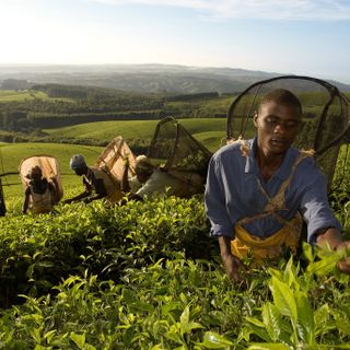 Malawi: il piacere del tè