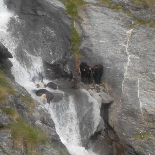 Manzi nel torrente a Etroubles, capre sbranate a Fénis; i lupi terrorizzano i greggi