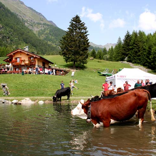Per la dermatite bovina stop ad  “Alpages Ouverts” la festa degli alpeggi
