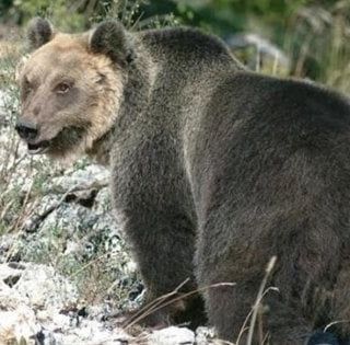 L'orso marsicano Juan Carrito sarà catturato e portato temporaneamente in un'area faunistica