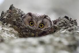 Uno scatto di Mauro Arzillo nel Parco nazionale del Gran Paradiso