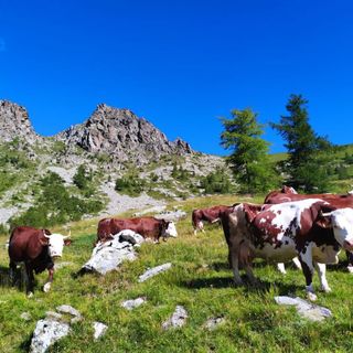 Convivere pacificamente col lupo si può