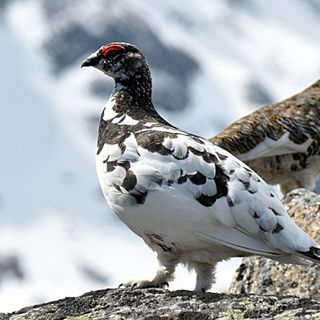 Calendario venatorio Valle d'Aosta: la Lipu chiede lo stop alla caccia per le specie alpine fragili