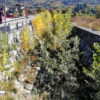 La selva nel letto del torrente