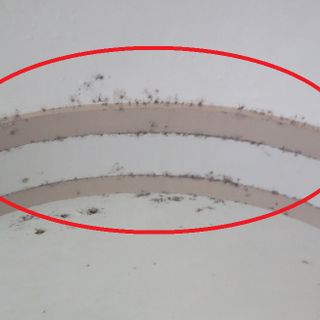 Aosta: I portici del municipio la casa degli insetti