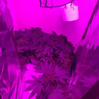 La piccola serra scoperta dai carabinieri