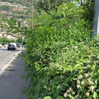 Aosta: Marciapiedi come parchi avventura, spine incluse