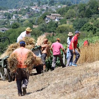 Un momento della trebbiatura