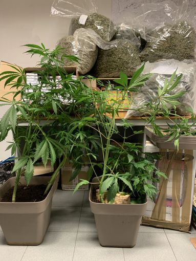 Sequestrate due serre artigianali per la coltivazione di marijuana Sequestrate due serre artigianali per la coltivazione di marijuana