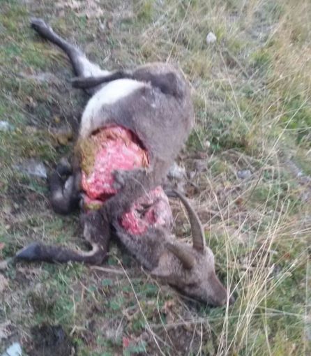 Una capra uccisa a Torgnon Una capra uccisa a Torgnon