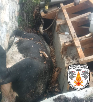 Vigili del Fuoco salvano una mucca nel Comune di Roisan