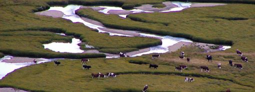 Dal progetto LIFE Pastoralp, un sistema satellitare per mappare i pascoli valdostani Dal progetto LIFE Pastoralp, un sistema satellitare per mappare i pascoli valdostani