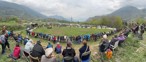 Batailles de Reines: A Jovençan vince l’identità degli allevatori con Pazzeska, Tigre e Euforie; Corbò reina del peso Batailles de Reines: A Jovençan vince l’identità degli allevatori con Pazzeska, Tigre e Euforie; Corbò reina del peso