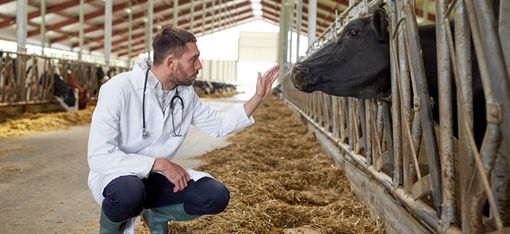 Istituito in Valle d'Aosta il veterinario aziendale Istituito in Valle d'Aosta il veterinario aziendale