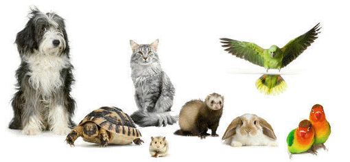 Nuova anagrafe regionale degli animali d’affezione