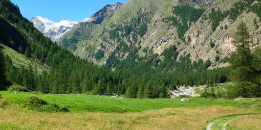 Il bosco dei campioni: l’abbraccio tra sport e natura a Cogne