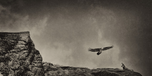 “Oltre lo scatto”: il Parco Nazionale Gran Paradiso e il Forte di Bard presentano la nuova edizione autunnale del workshop fotografico dedicato all’etica in fotografia naturalistica