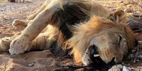 I leoni sono in fase di estinzione. Firma la petizione