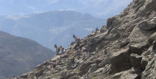 Stambecchi sulla cresta finale