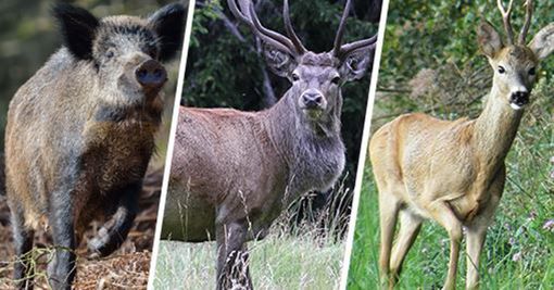 A Cogne Convegno Mondiale sugli Ungulati di Montagna