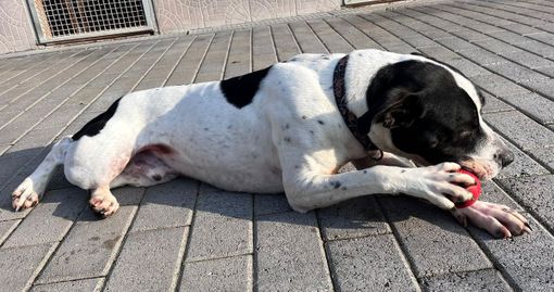 Quattro zampe in cerca d'amore Quattro zampe in cerca d'amore