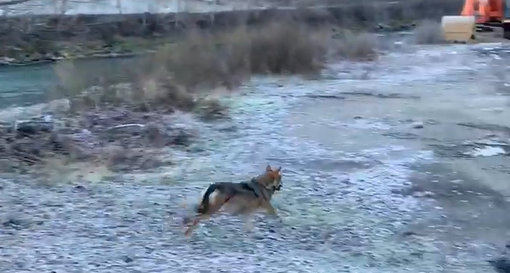 Avvistato un lupo sul lungo Dora di Aymavilles (VIDEO)